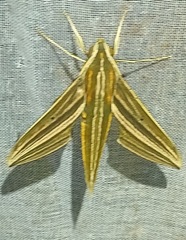 Xylophanes titana
