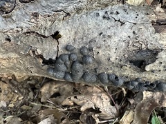 Annulohypoxylon annulatum