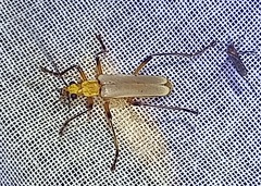 Chauliognathus cinguliventris