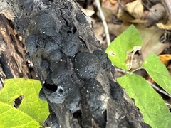 Annulohypoxylon annulatum