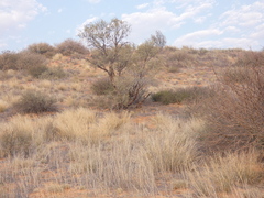 Centropodia glauca
