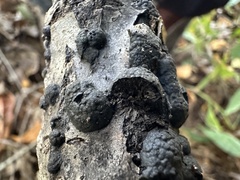 Annulohypoxylon annulatum
