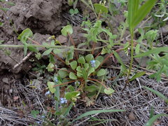Claytonia rubra rubra