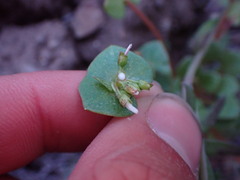 Claytonia rubra rubra