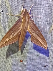 Xylophanes cthulhu