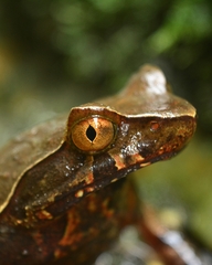 Xenophrys