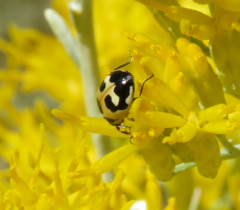 Hippodamia parenthesis