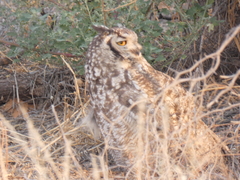 Bubo africanus africanus