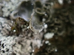 Leptochidium albociliatum