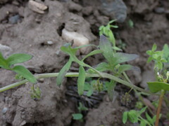 Nemophila breviflora