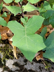 Polymnia canadensis