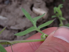 Nemophila breviflora