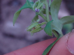 Nemophila breviflora