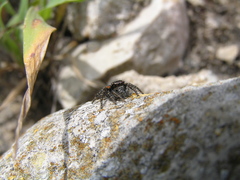 Salticoidea