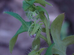 Nemophila breviflora
