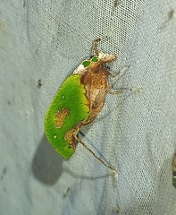 Pycnopalpa bicordata