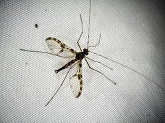 Macrocera