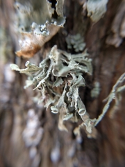 Ramalina complanata