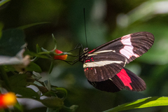 Heliconius