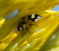 Hippodamia parenthesis