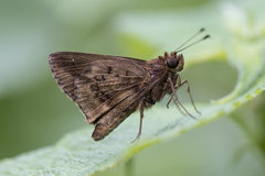 Psoralis stacara