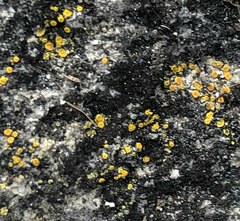 Candelariella aurella