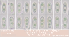 Mollisia sublividula