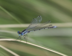 Lestes alacer