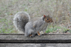 Sciurus carolinensis