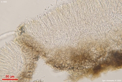 Mollisia sublividula