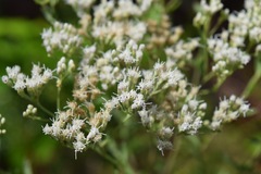 Eupatorium mohrii