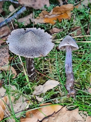 Cortinarius flexipes