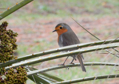 Erithacus rubecula