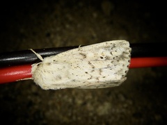 Mythimna flavostigma