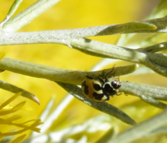 Hippodamia parenthesis