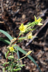 Oenothera clelandii