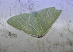 Urolitha bipunctifera