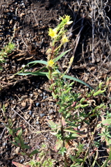 Oenothera clelandii