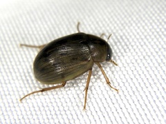 Berosus punctipennis
