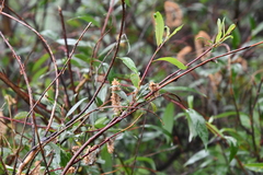 Salix boganidensis