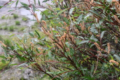 Salix boganidensis