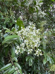Myrcia gilsoniana