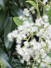 Myrcia gilsoniana