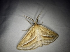 Chariaspilates formosaria