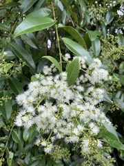 Myrcia gilsoniana