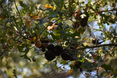 Andricus quercuscalifornicus