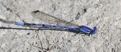 Argia extranea