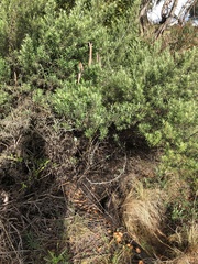 Pyracantha angustifolia