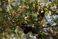 Andricus quercuscalifornicus