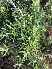 Pyracantha angustifolia